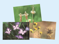 河原を彩る草花～多摩川中流域の植物～絵葉書　Vol.1