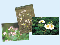 河原を彩る草花～多摩川中流域の植物～絵葉書　Vol.2